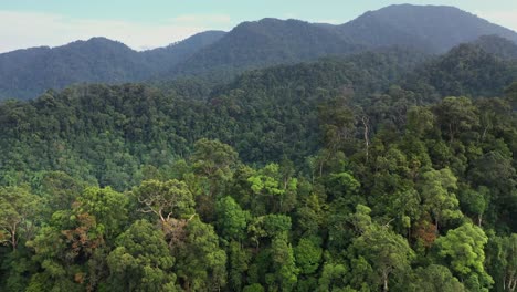 aerial pedestal up shot of beautiful green rainforest in gunung leuser national park, the tropical rainforest heritage of sumatra, indonesia