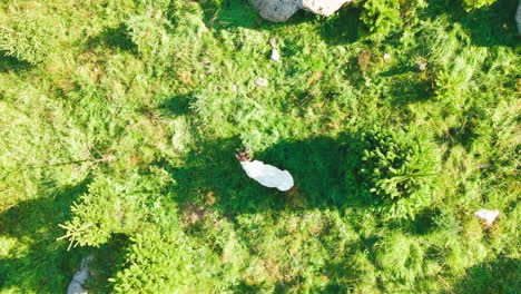 Top-View-Of-An-African-Goat-On-Greenery-Meadows-In-Fir-Tree-Plantation-At-Summertime