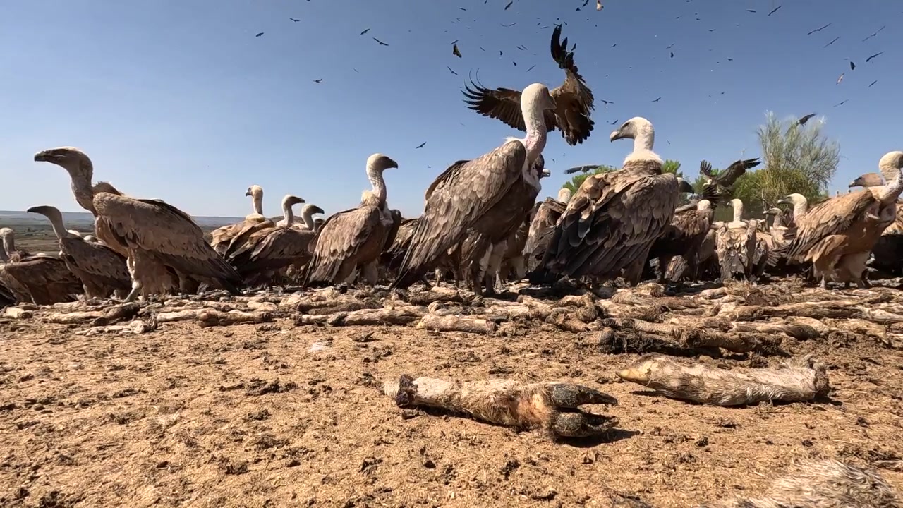 Grifoni che mangiano a terra in Spagna mentre altri si lanciano in picchiata e atterrano intorno al sito di alimentazione. Filmato stock dinamico in primo piano di uccelli spazzini che si radunano e alimentazione per la conservazione della fauna selvatica