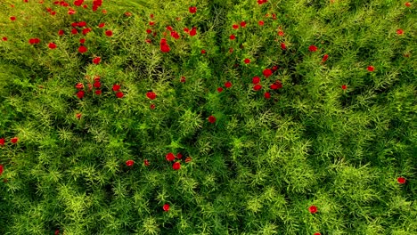 campo de amapolas rojas vibrantes toma aérea de drones de arriba hacia abajo