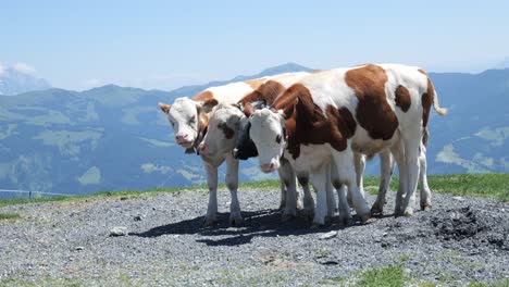 small group of cattle stand near mountainous ledge, alpine region backdrop