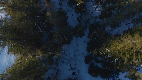 Winterumarmung-Von-Oben-Nach-Unten,-Luftaufnahme-Eines-Schneebedeckten-Laubwaldes