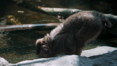 un hermoso mono macaco bebiendo de un estanque de agua dulce - cerrar