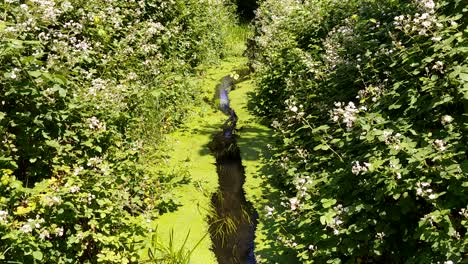 Green-mossy-stream-of-water-gently-flowing-through-a-calm-wooded-area-surround-by-flora,-plants,-and-flowers-on-a-lovely-sunny-afternoon-in-the-Pacific-NW