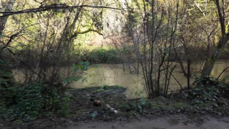 gimbal wide dolly shot through wetlands in northern california. 4k