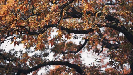 golden autumn leaves on the tangled branches in the treetops backlit by the sun