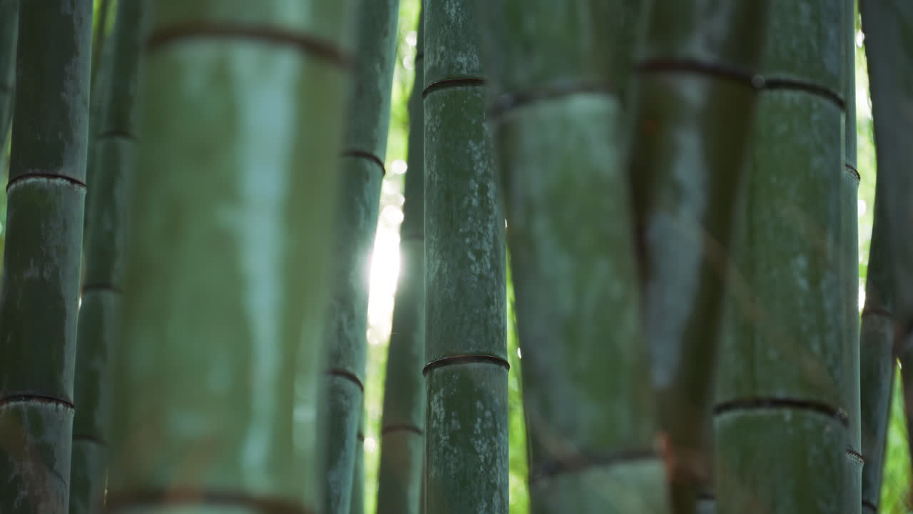 Close up of multiple green bamboo trees at the Arashiyama Bamboo Forest in Kyoto, Japan