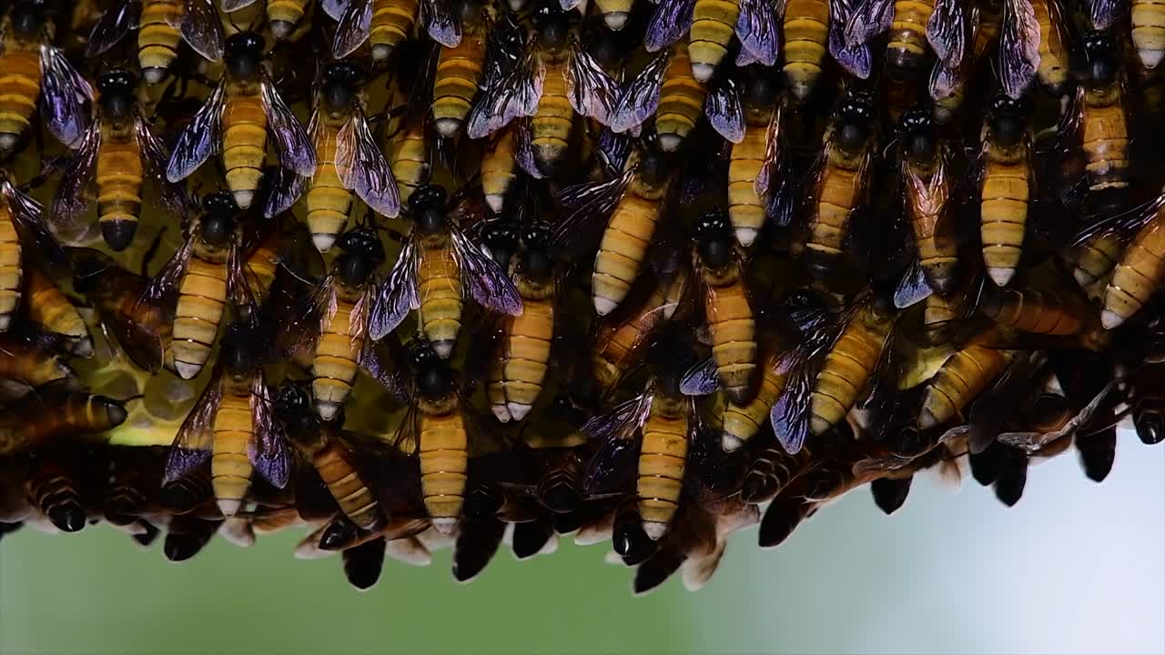 se sabe que las abejas melíferas construyen grandes colonias de nidos con bolsillos simétricos hechos de cera para almacenar miel como fuente de alimento