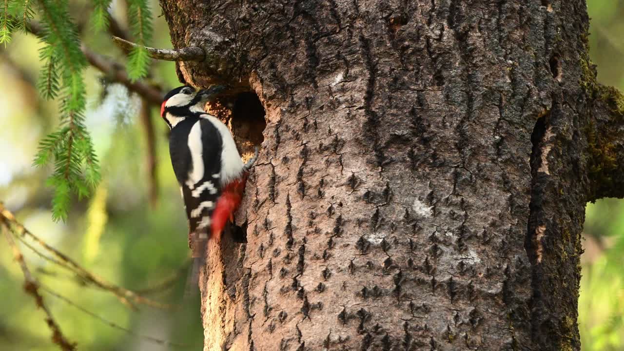 Great spotted woodpecker handles insect on tree trunk, enters nest hole, then exits and flies off. Handheld clip in spring forest