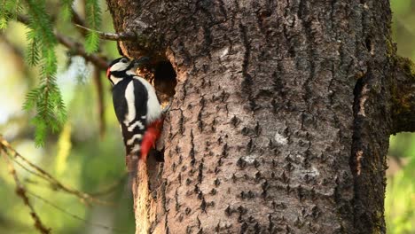 great spotted woodpecker handles insect on tree trunk, enters nest hole, then exits and flies off. handheld clip in spring forest