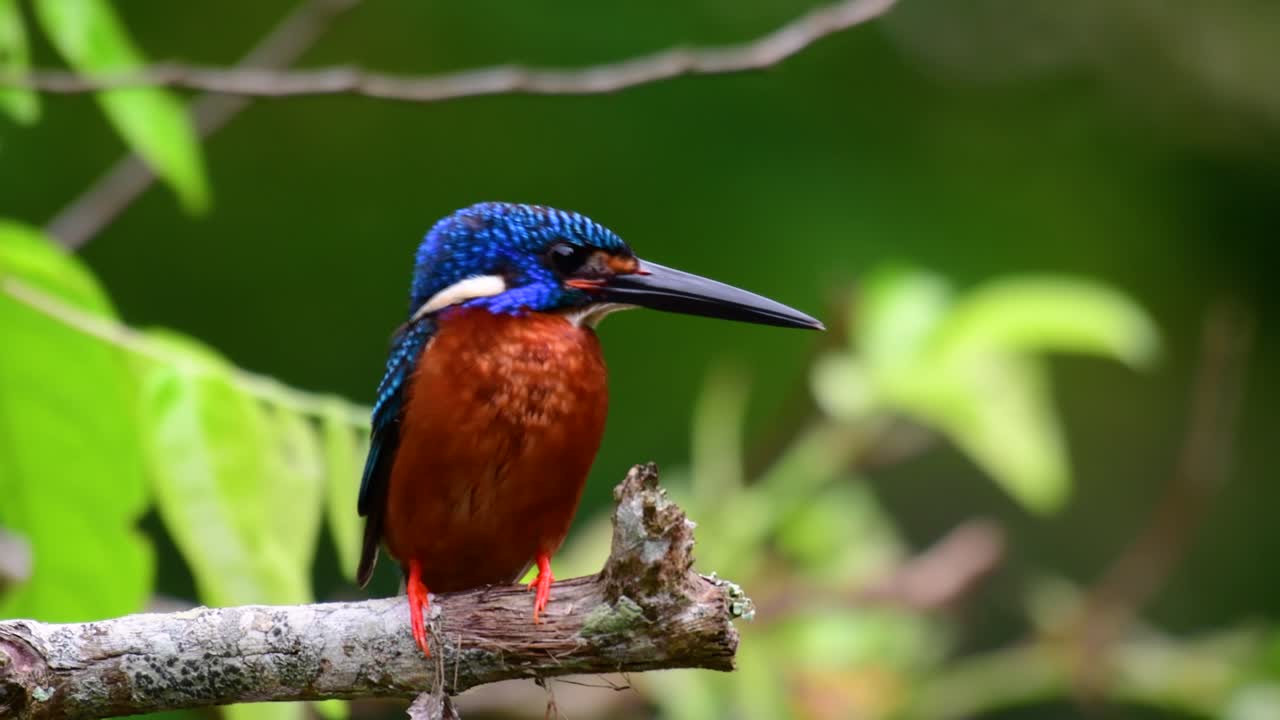 el martín pescador de orejas azules es un pequeño martín pescador que se encuentra en tailandia y es buscado por los fotógrafos de aves debido a sus hermosas orejas azules, ya que también es un pájaro lindo para observar