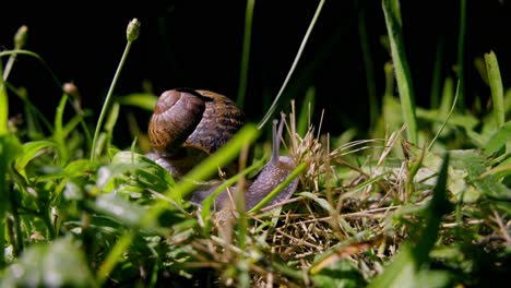 Makroaufnahme-Einer-Weinbergschnecke,-Die-Sich-über-Den-Waldboden-Bewegt