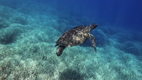 a young green sea turtles swimming alone underneath the ocean with ray of sunlight during summer