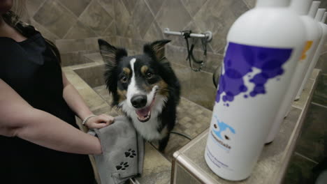 pan around australian shepherd at pet salon, revealing dog shampoos at upmarket salon