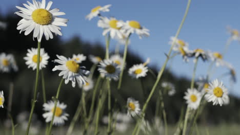 field of daisies under a blue sky