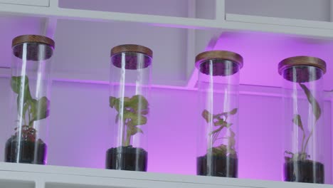 Botanischer-Workshop-Mit-Dem-Winzigen-Blumenkompositions-Ökosystem-Im-Glasterrarium-Auf-Den-Regalen-Mit-UV-Licht