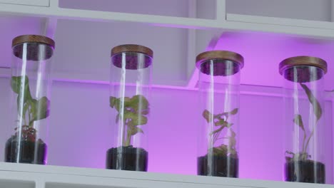 taller botánico con el pequeño ecosistema de composición floral en el terrario de vidrio en los estantes con luz ultravioleta