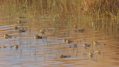army of frogs hop around in reedy pond, medium shot