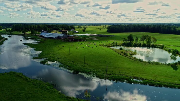 Herd Of Cows Lying On Grass At Cattle Ranch With River And Pond In Spring