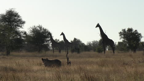 A-lioness-walks-through-the-savannah-grass-past-a-few-alert-giraffes