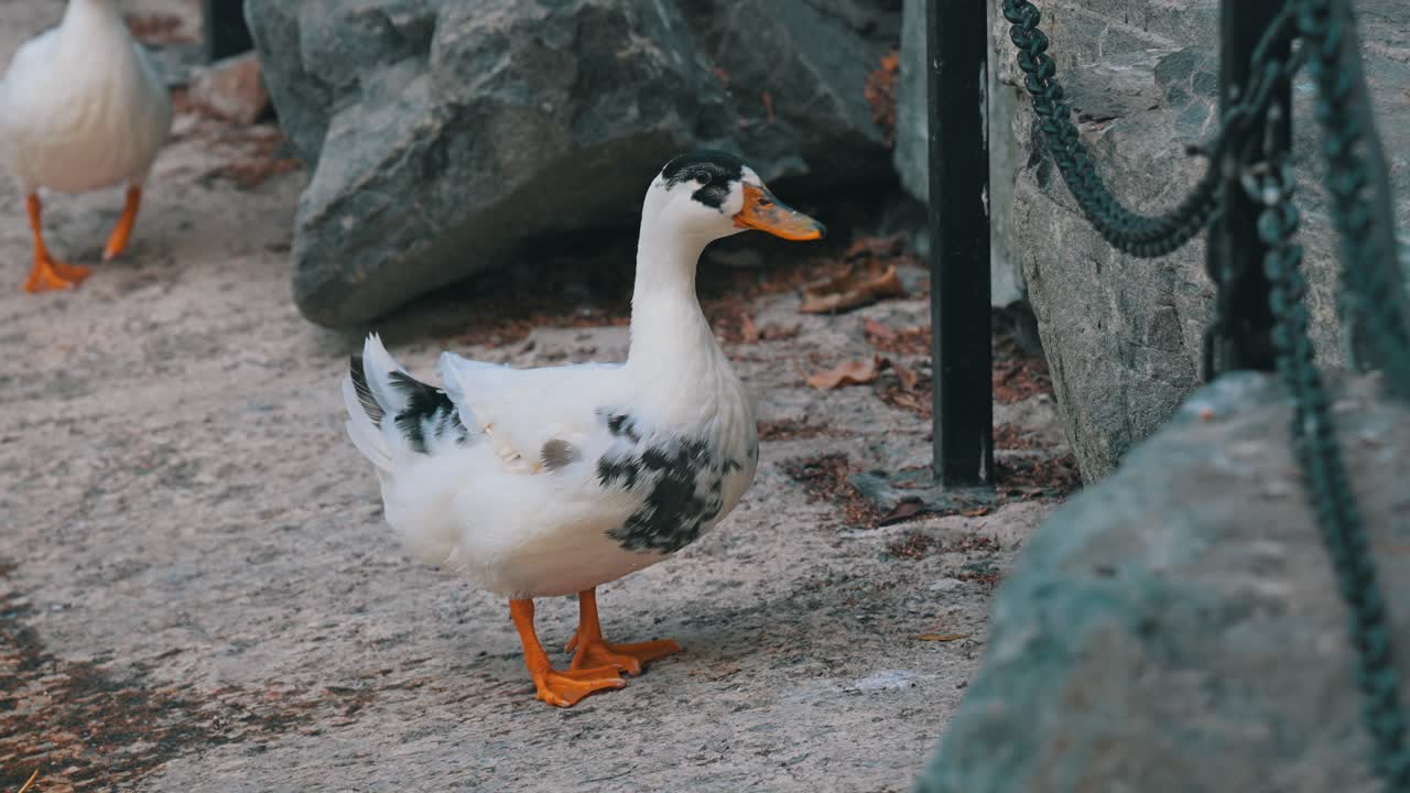 Domestic ducks play and enjoy near the lake
