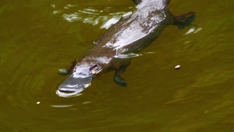 a platypus swims in a lake in australia