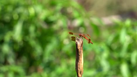 Petardo-Skimmer-Libélula-Roja-Girar-La-Cabeza-Mientras-Descansa-En-Una-Ramita-O-Planta,-Corea-Del-Sur,-Ciudad-De-Geumsan