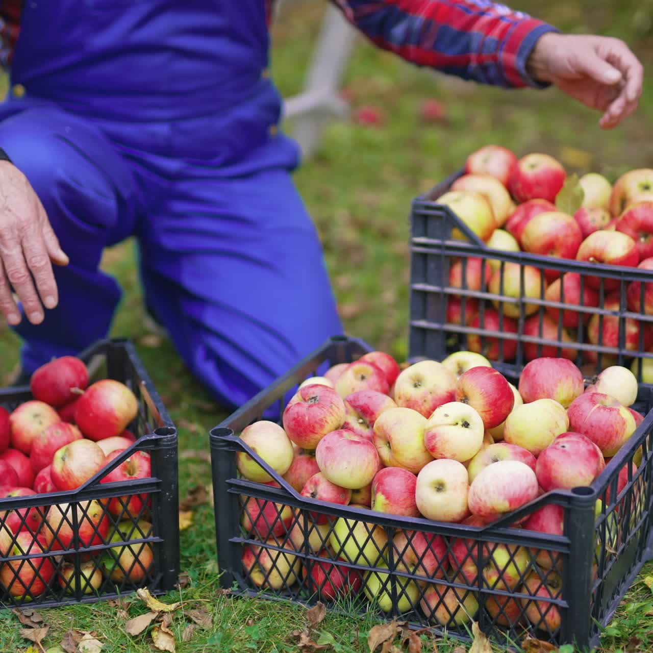 Red ripe apples harvesting in the field. Fresh picked apple harvesting on farm
