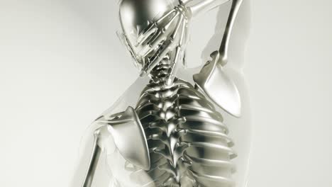 Human-Skeleton-Bones-Model-with-Organs