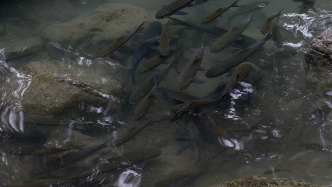 연못 에서 수영 하는 물고기 들