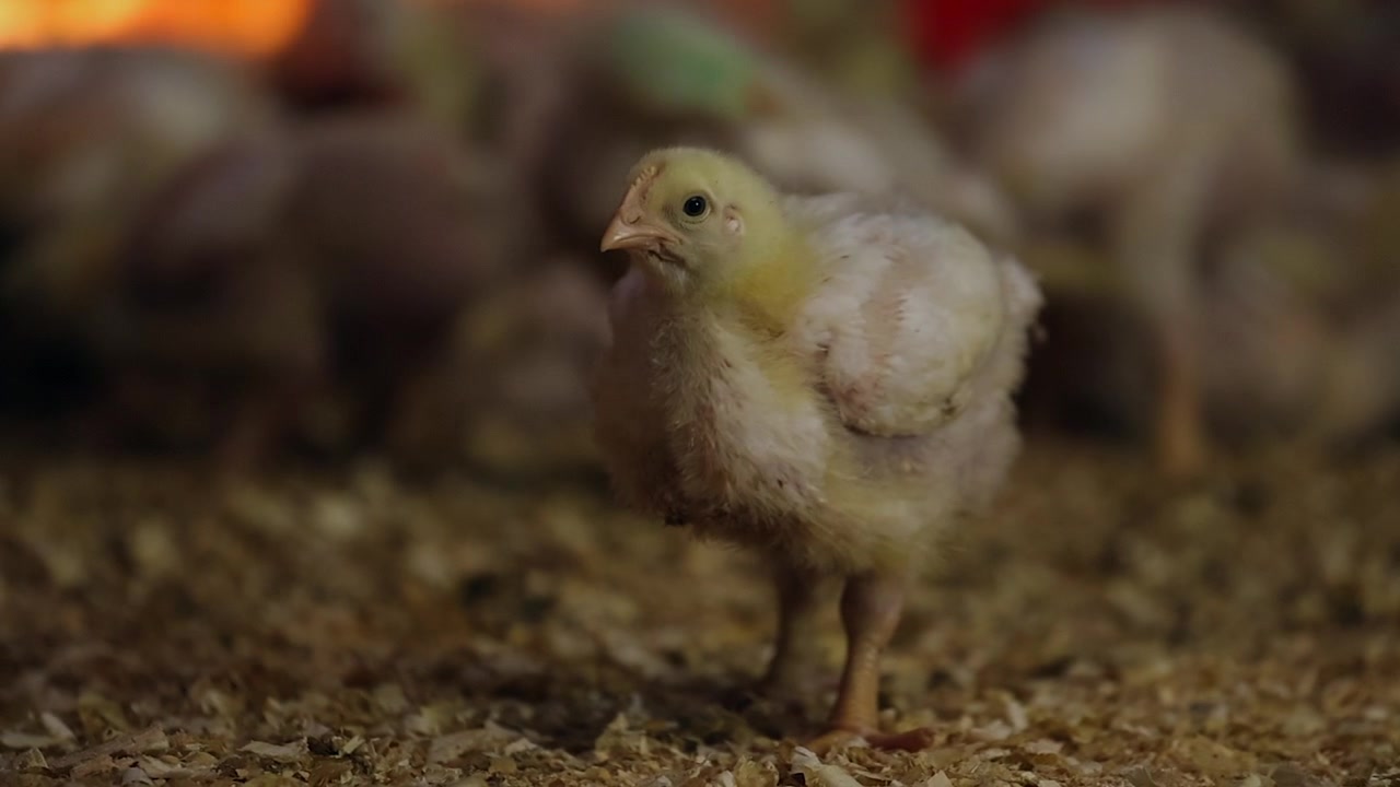 Lille gul kylling hakker i savsmuld på staldgulvet på en kyllingefarm.