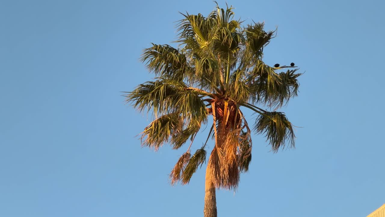 A palm tree, swaying in a gentle breeze in Camps Bay, Cape Town.