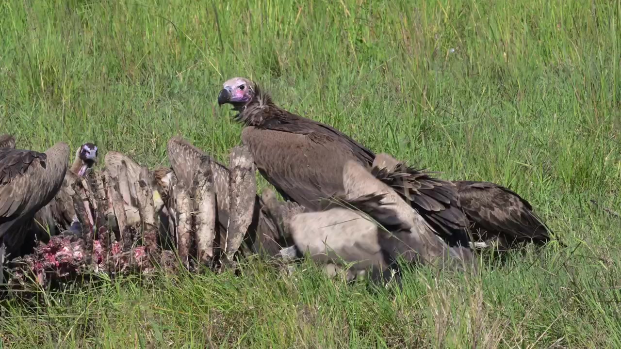 Avvoltoio che si nutre di una carcassa di bufalo nel Maasai Mara, Kenya