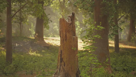 un tronco de árbol en un bosque iluminado por el sol