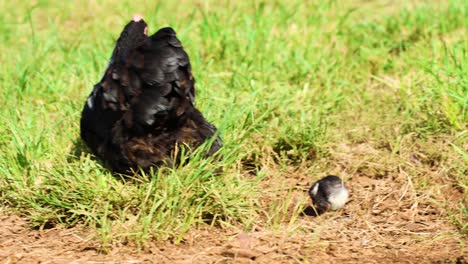 a hen and chick explore a grassy area under bright sunlight, showcasing natural behavior and interaction in a farm setting