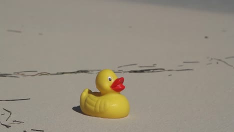 beach duck 00