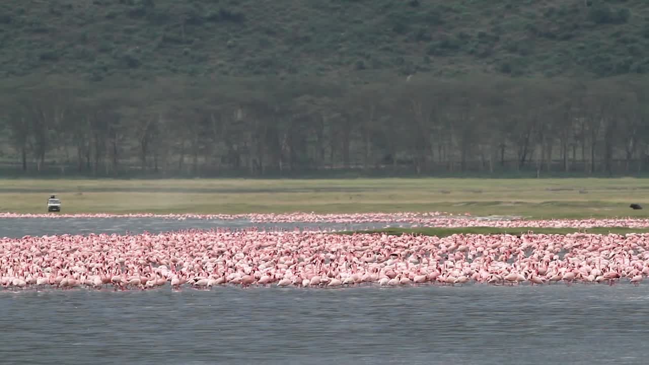 Flamingo at Lake Nakuru in Kenya.