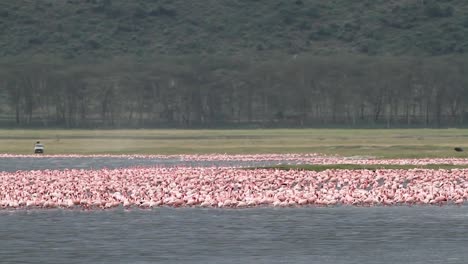 flamingo at lake nakuru in kenya.