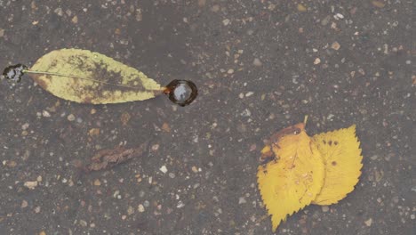 top view of bubbles and yellow leaves in puddle