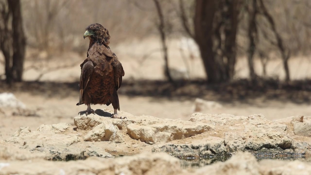 En ung kampørn sitter på bakken ved siden av et vannhull, snur hodet og ser seg rundt i den tørre Kgalagadi Transfrontier Park.