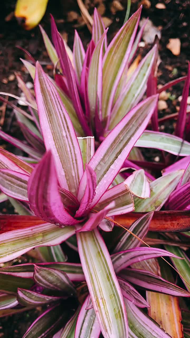 primer plano de una planta púrpura y rosa vibrante con gotas de agua
