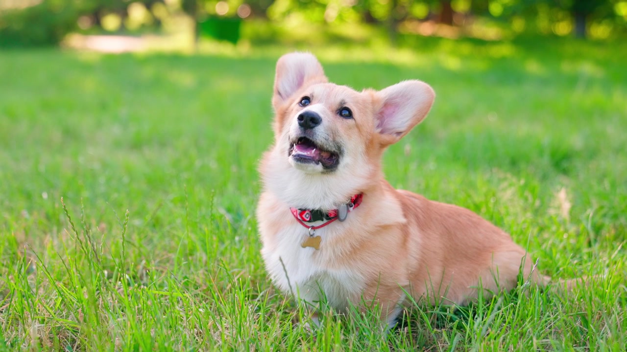 Adorable perro Corgi mirando hacia arriba mientras está sentado en la hierba verde
