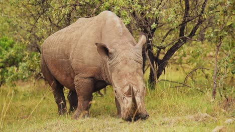 Afrika-Safari-Tier-Nashorn-Im-Masai-Mara-North-Conservancy,-Das-In-Der-Wildnis-Der-Natur-Weidet-Und-Sich-Auf-Gras-In-Der-Masai-Mara-Ernährt