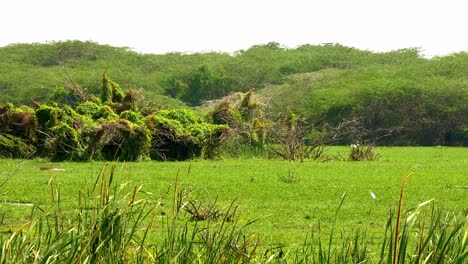 斯里蘭卡邦達拉湿地國家公園 (sri lanka)