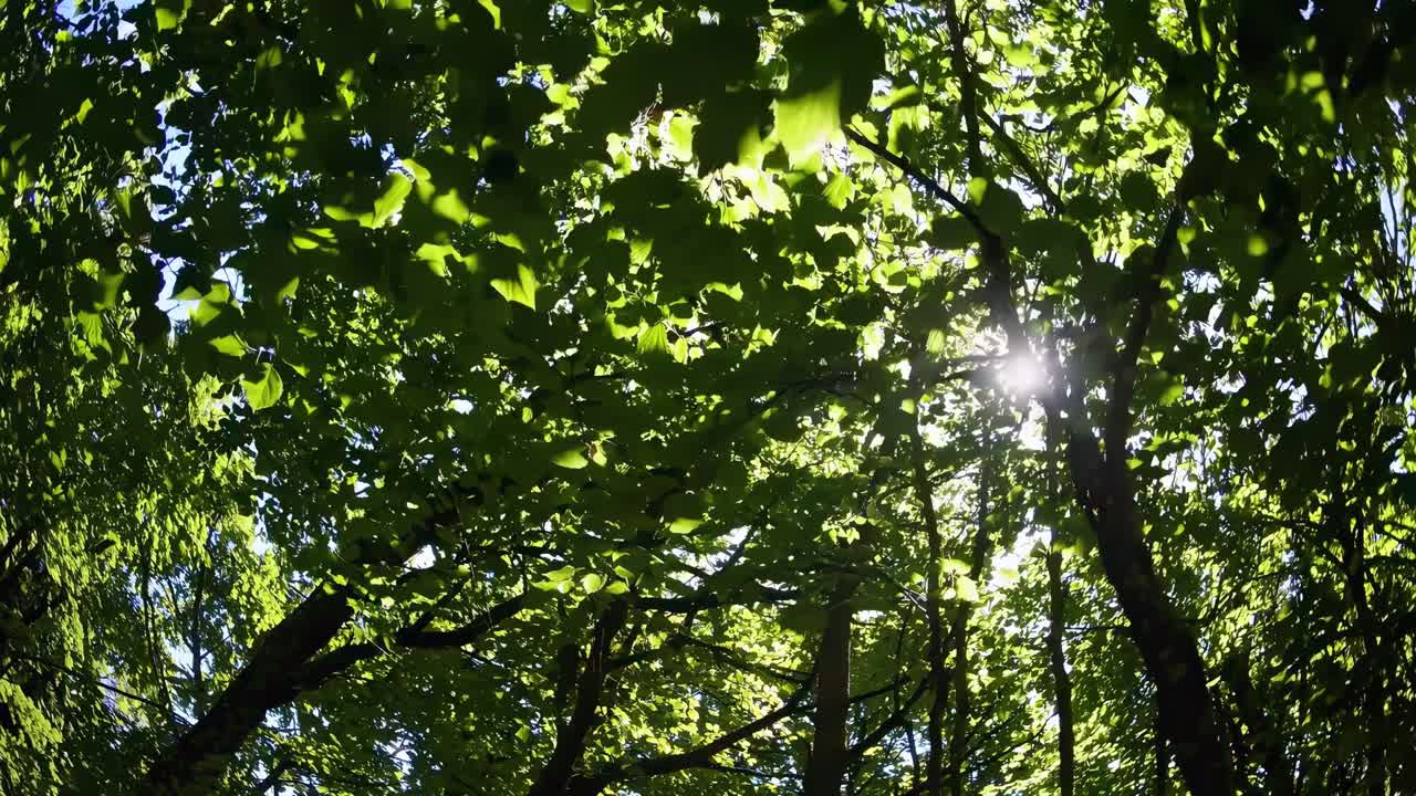 A fisheye lens captures a lush forest canopy with sunlight streaming through leaves