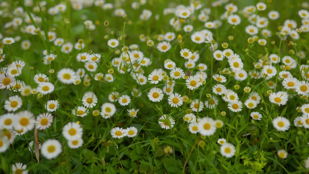 Static close-up of vibrant common daisy flowers in peaceful garden at Lake Como, Italy (Lago di Como, Italia)