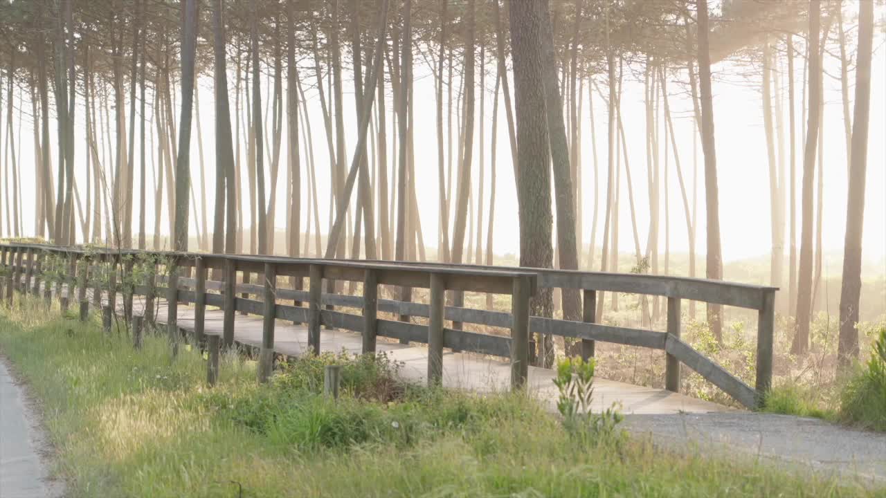 sunlight filters through trees beyond wooden walkway in serene forest