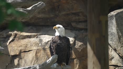 Bald-Eagle-cranes-head-angling-it-to-the-side-staring-up-at-sky-from-inside-enclosure