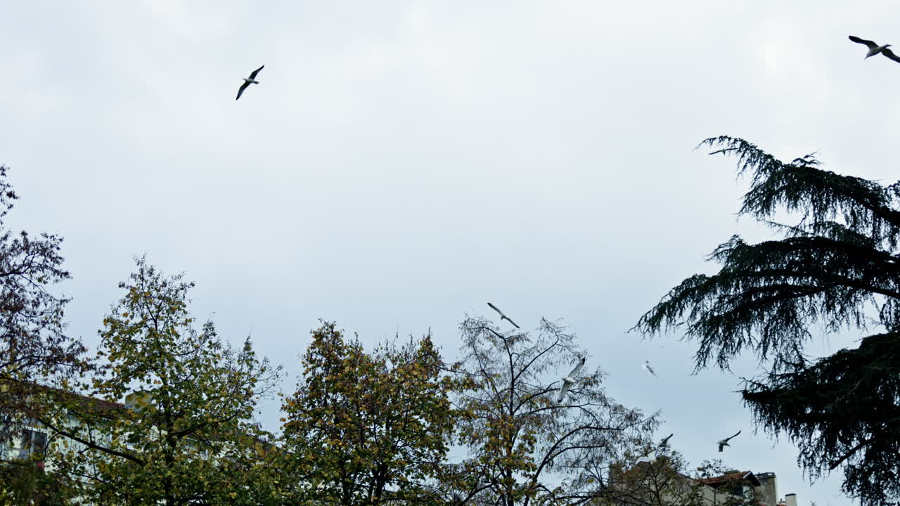 Birds fly above trees in a cloudy sky in an urban area during the late afternoon hours