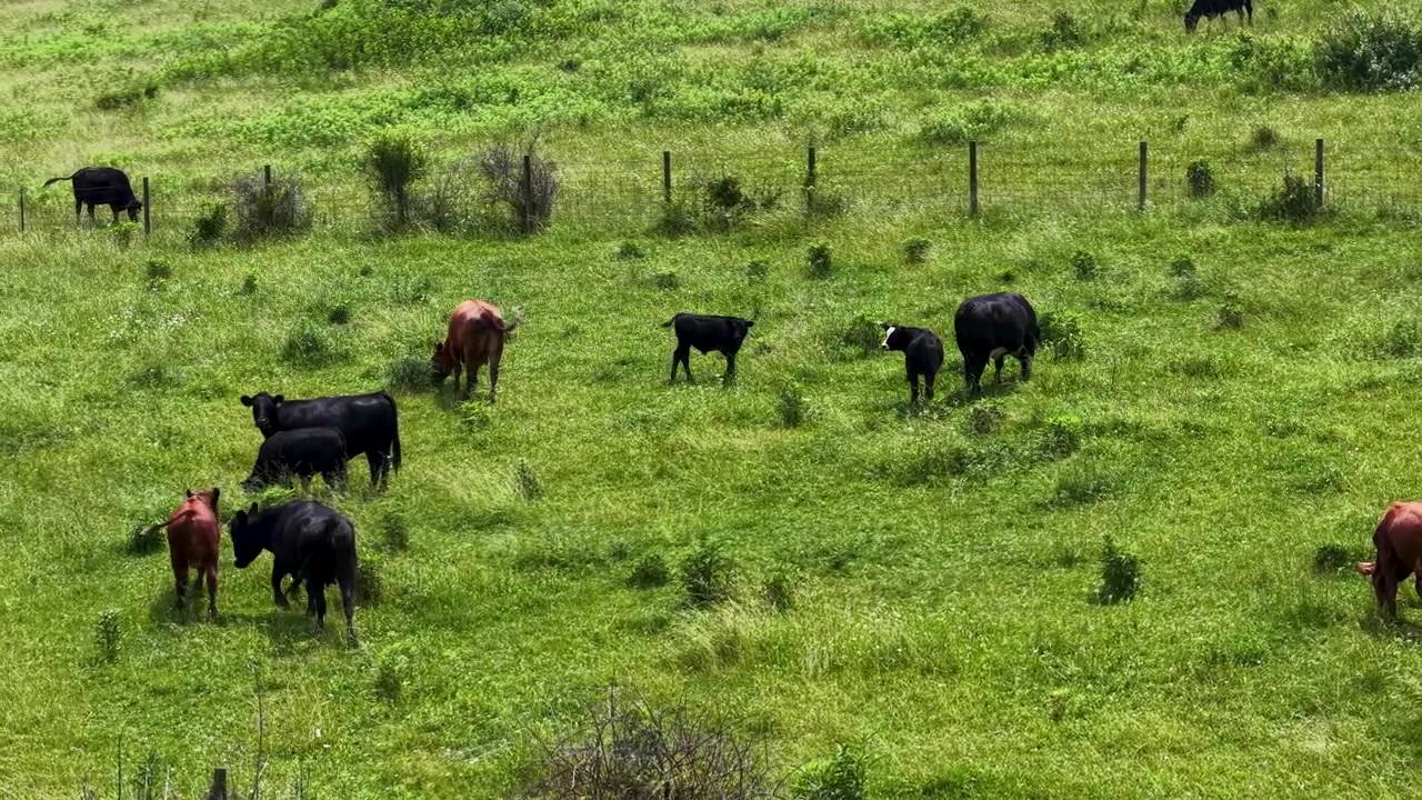 Bovini neri, marroni e bianchi stanno e pascolano in un pascolo verde recintato nell'Ohio rurale.